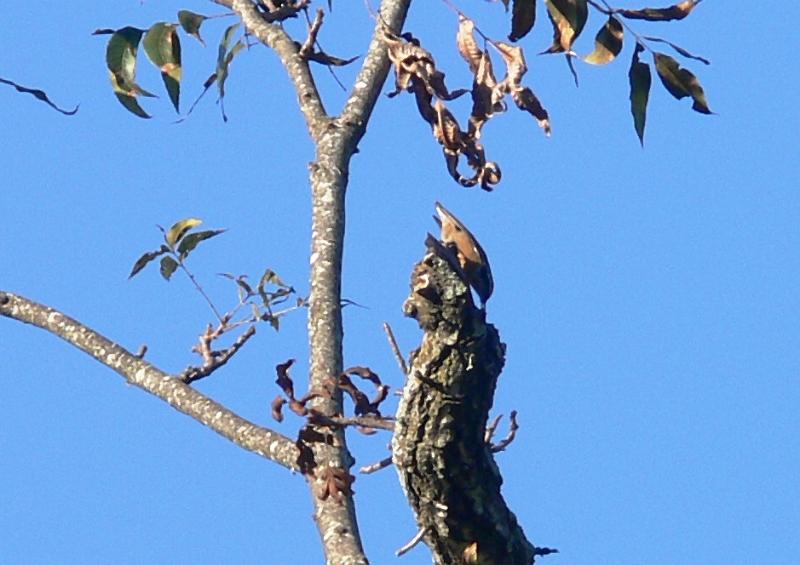 Red-breasted Nuthatch 101307